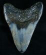 Polished Megalodon Tooth #6066-2